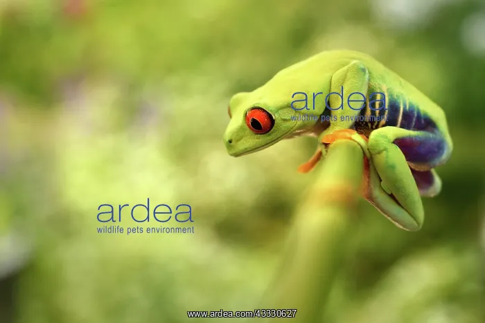 : Red-eyed Tree Frog : Red-eyed Tree Frog
