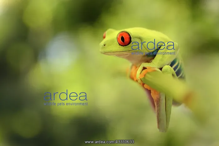 : Red-eyed Tree Frog : Red-eyed Tree Frog