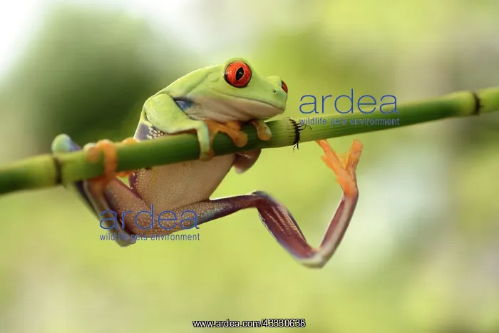 : Red-eyed Tree Frog : Red-eyed Tree Frog