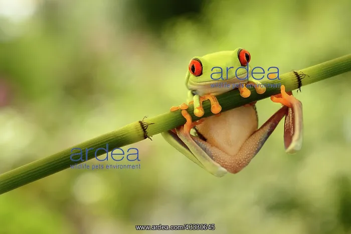 : Red-eyed Tree Frog : Red-eyed Tree Frog