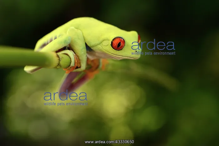 : Red-eyed Tree Frog : Red-eyed Tree Frog