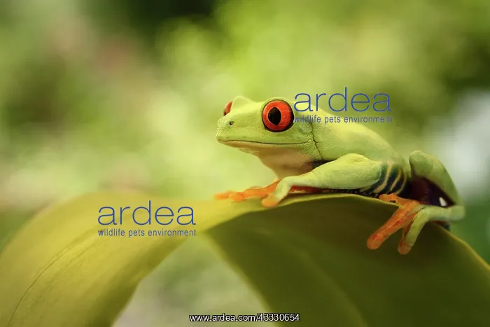 : Red-eyed Tree Frog : Red-eyed Tree Frog