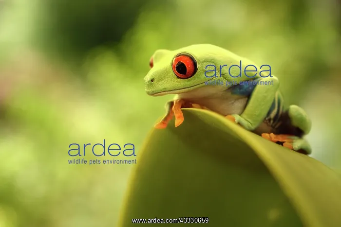 : Red-eyed Tree Frog : Red-eyed Tree Frog
