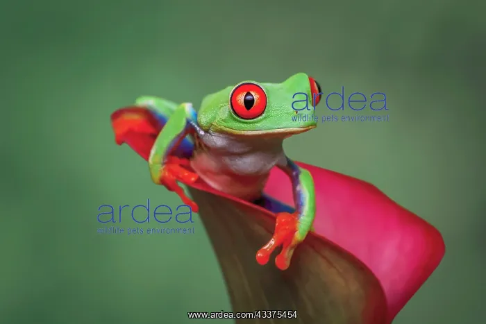: Red-eyed tree frog : Red-eyed tree frog
