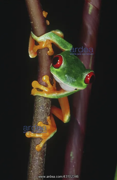 : Red-eyed Tree Frog (Agalychnis callidryas) : Red-eyed Tree Frog (Agalychnis callidryas)