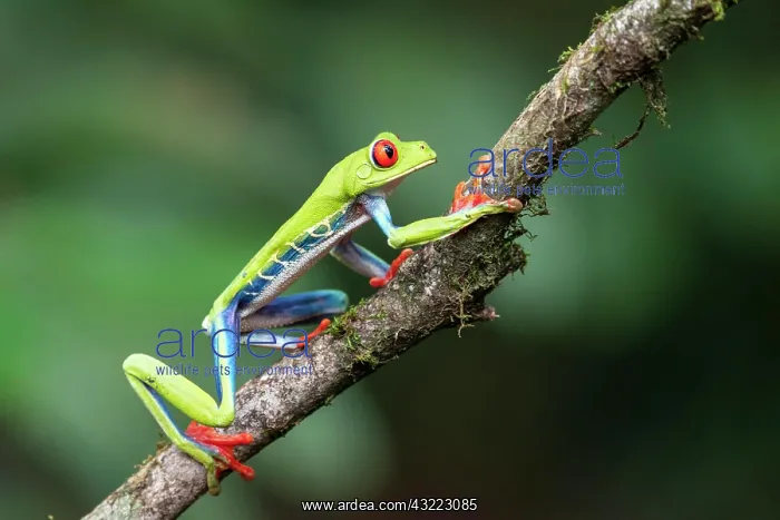 : Red eyed tree frog (Agalychnis callidryas), Caribbean : Red eyed tree frog (Agalychnis callidryas), Caribbean