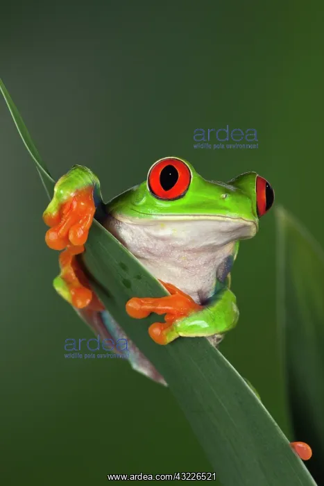 : Red-Eyed Tree Frog (Agalychnis callidryas) : Red-Eyed Tree Frog (Agalychnis callidryas)