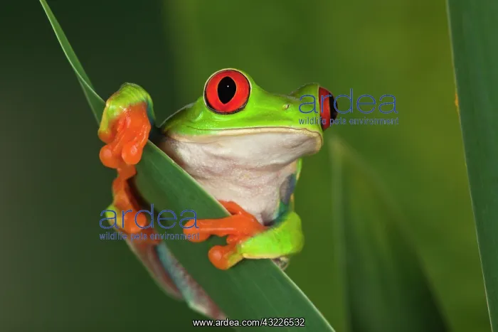 : Red-Eyed Tree Frog (Agalychnis callidryas) : Red-Eyed Tree Frog (Agalychnis callidryas)