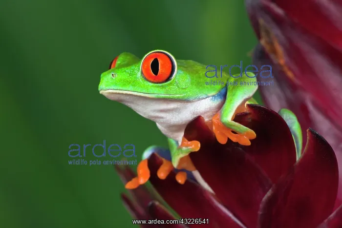 : Red-Eyed Tree Frog (Agalychnis callidryas) : Red-Eyed Tree Frog (Agalychnis callidryas)