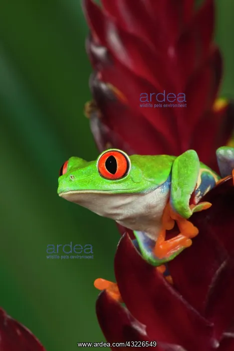 : Red-Eyed Tree Frog (Agalychnis callidryas) : Red-Eyed Tree Frog (Agalychnis callidryas)