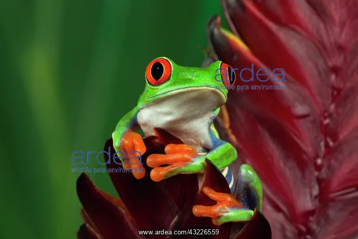 : Red-Eyed Tree Frog (Agalychnis callidryas) : Red-Eyed Tree Frog (Agalychnis callidryas)