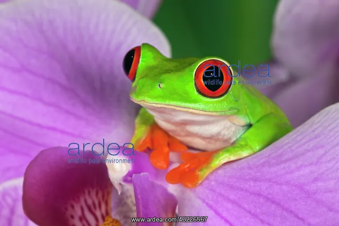 : Red-Eyed Tree Frog (Agalychnis callidryas) : Red-Eyed Tree Frog (Agalychnis callidryas)