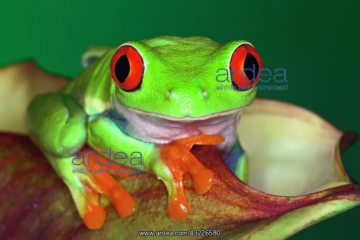 : Red-Eyed Tree Frog (Agalychnis callidryas) : Red-Eyed Tree Frog (Agalychnis callidryas)