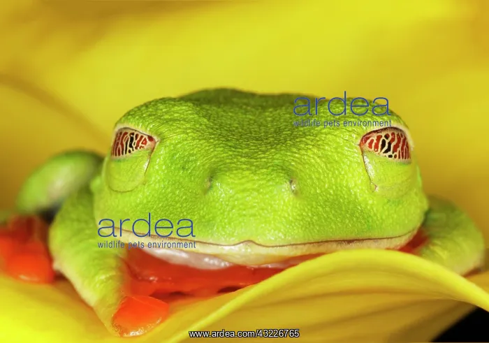 : Red-eyed Tree Frog, Agalychnis callidryas : Red-eyed Tree Frog, Agalychnis callidryas
