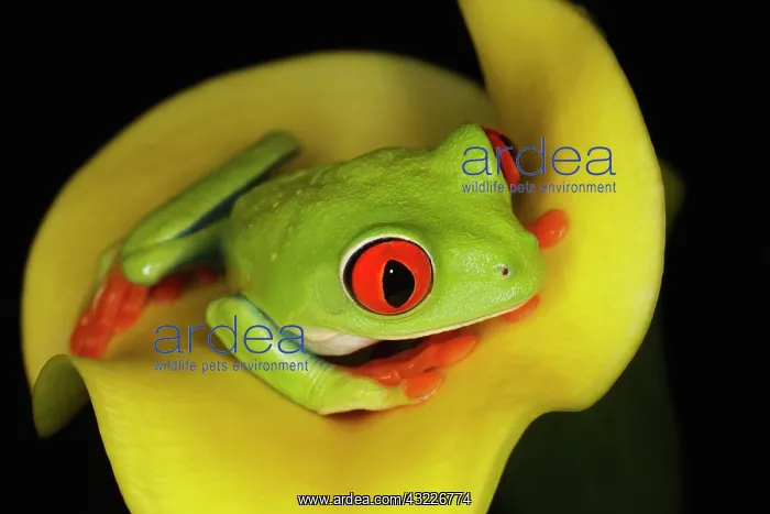 : Red-eyed Tree Frog, Agalychnis callidryas : Red-eyed Tree Frog, Agalychnis callidryas