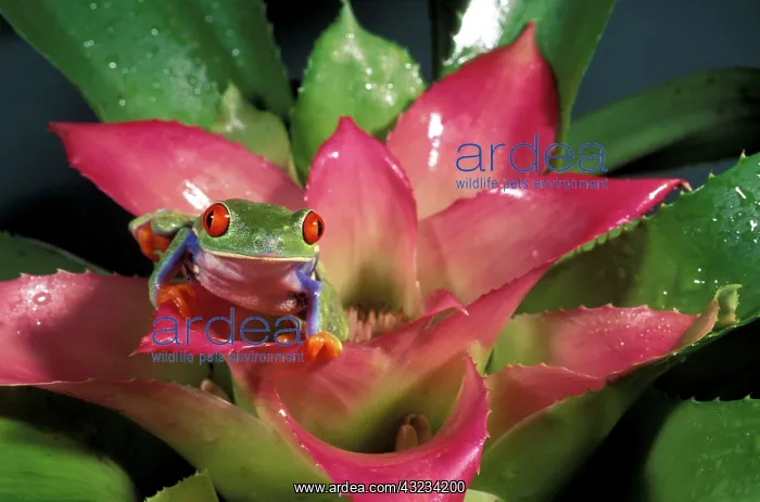 : Red-eyed tree frog (Agalychnis callidryas) : Red-eyed tree frog (Agalychnis callidryas)