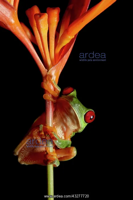  : Red-eyed Tree Frog (Agalychnis callidryas), Puntarenas
