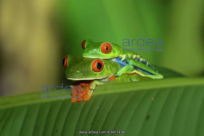 : The Red-Eyed Tree Frog (Agalychnis callidryas) is an : The Red-Eyed Tree Frog (Agalychnis callidryas) is an