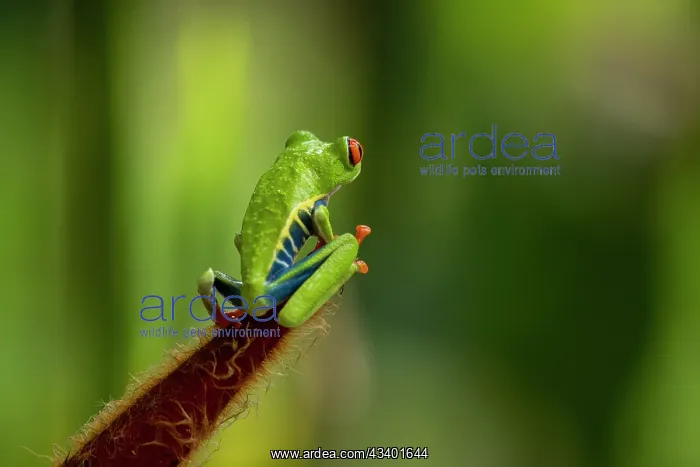 : The Red-Eyed Tree Frog (Agalychnis callidryas) is an : The Red-Eyed Tree Frog (Agalychnis callidryas) is an