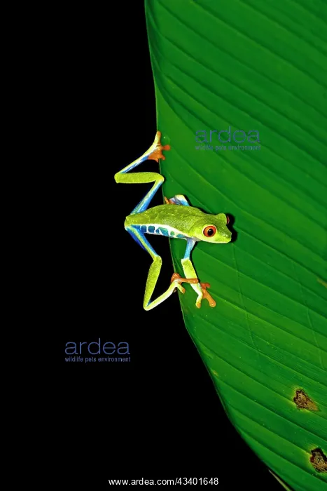 : The Red-Eyed Tree Frog (Agalychnis callidryas) is an : The Red-Eyed Tree Frog (Agalychnis callidryas) is an