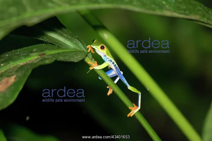 : The Red-Eyed Tree Frog (Agalychnis callidryas) is an : The Red-Eyed Tree Frog (Agalychnis callidryas) is an