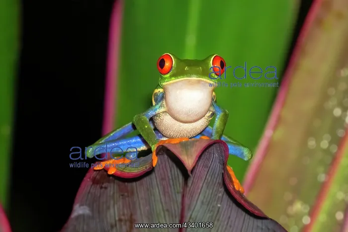 : The Red-Eyed Tree Frog (Agalychnis callidryas) is an : The Red-Eyed Tree Frog (Agalychnis callidryas) is an