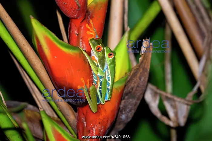 : The Red-Eyed Tree Frog (Agalychnis callidryas) is an : The Red-Eyed Tree Frog (Agalychnis callidryas) is an