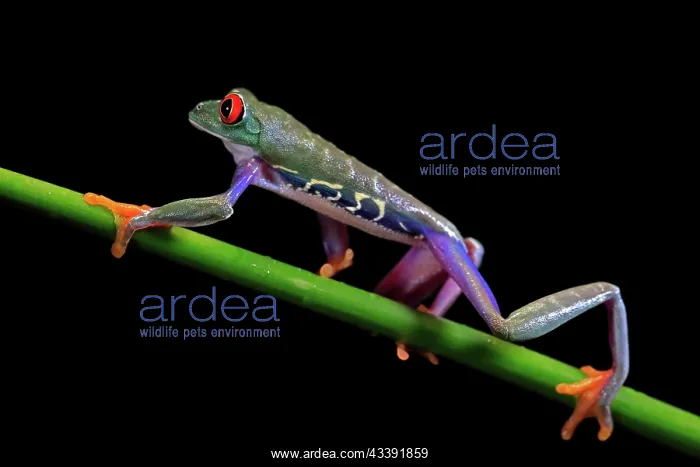 : Red-eyed tree frog (Agalychnis callidryas), adult : Red-eyed tree frog (Agalychnis callidryas), adult