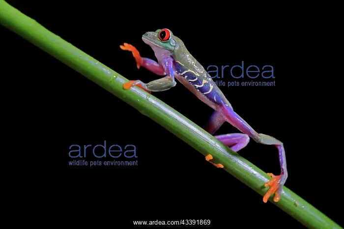 : Red-eyed tree frog (Agalychnis callidryas), adult : Red-eyed tree frog (Agalychnis callidryas), adult
