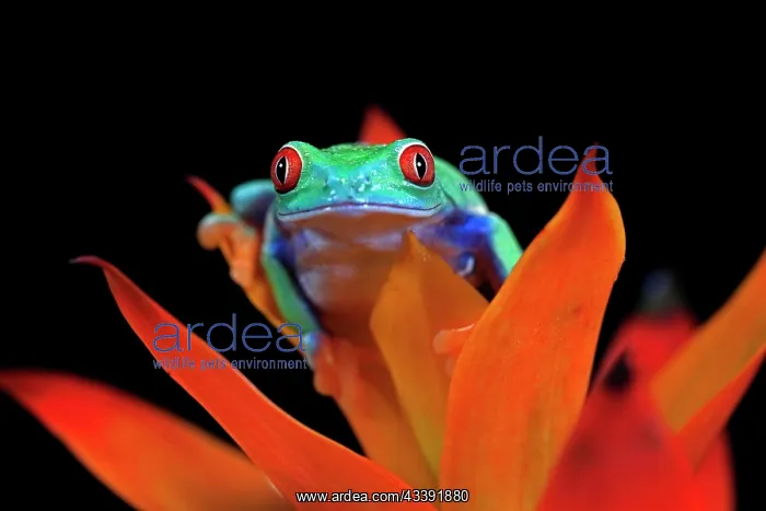 : Red-eyed tree frog (Agalychnis callidryas), adult : Red-eyed tree frog (Agalychnis callidryas), adult