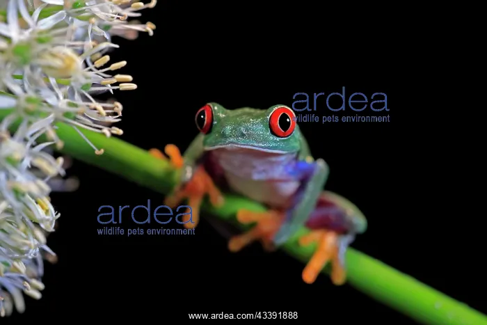 : Red-eyed tree frog (Agalychnis callidryas), adult : Red-eyed tree frog (Agalychnis callidryas), adult