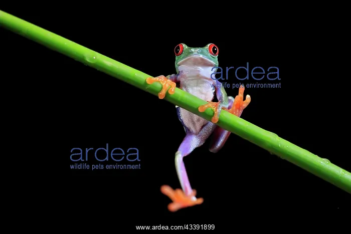 : Red-eyed tree frog (Agalychnis callidryas), adult : Red-eyed tree frog (Agalychnis callidryas), adult