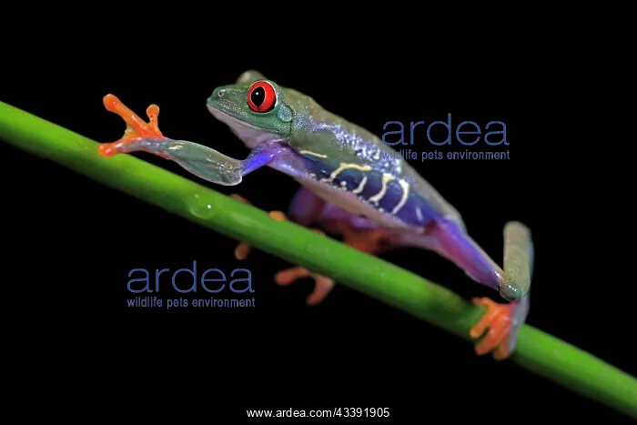: Red-eyed tree frog (Agalychnis callidryas), adult : Red-eyed tree frog (Agalychnis callidryas), adult