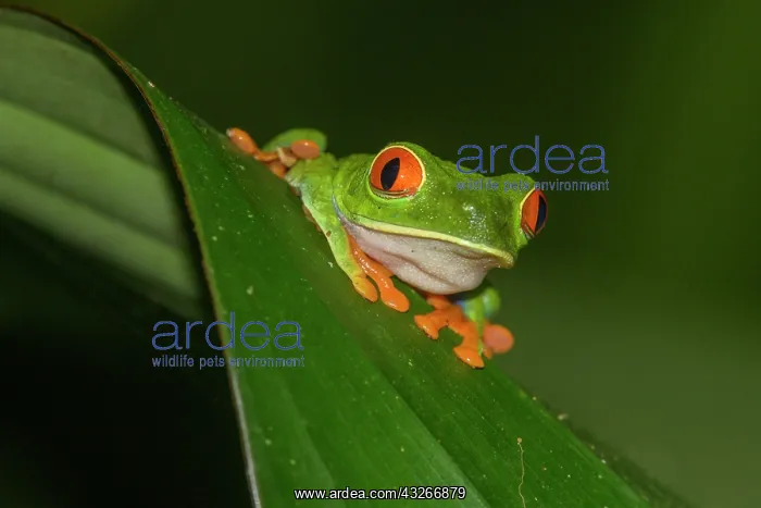 : Red-eyed tree frog (Agalychnis callidryas), Arenal : Red-eyed tree frog (Agalychnis callidryas), Arenal