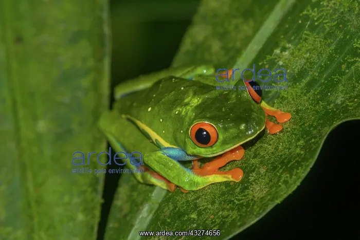 : Red-eyed tree frog (Agalychnis callidryas), Arenal : Red-eyed tree frog (Agalychnis callidryas), Arenal