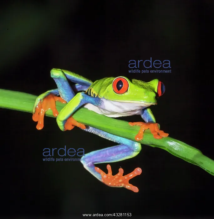 : Red-eyed tree frog (Agalychnis callidryas) on green : Red-eyed tree frog (Agalychnis callidryas) on green