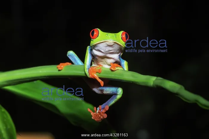 : Red-eyed tree frog (Agalychnis callidryas) on green : Red-eyed tree frog (Agalychnis callidryas) on green