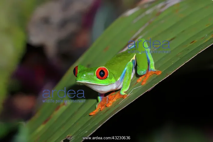 : Red Eyed Tree Frog Agalychnis callidryas on it's night : Red Eyed Tree Frog Agalychnis callidryas on it's night