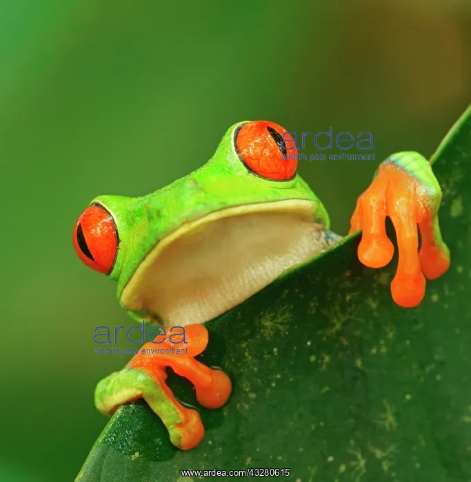 : Red-eyed tree frog (Agalychnis callidryas) looks : Red-eyed tree frog (Agalychnis callidryas) looks