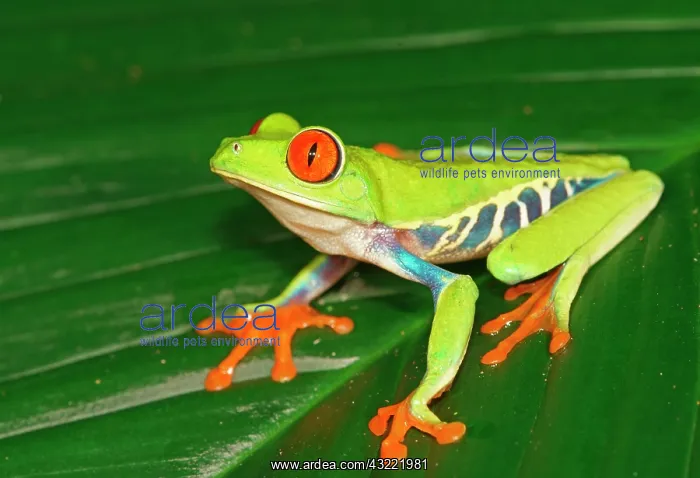 : Red-eyed tree frog (Agalychnis callidryas) sits : Red-eyed tree frog (Agalychnis callidryas) sits