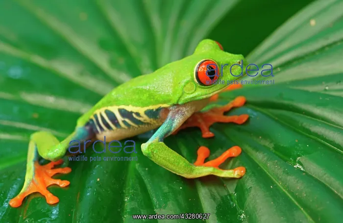 : Red-eyed tree frog (Agalychnis callidryas) sits : Red-eyed tree frog (Agalychnis callidryas) sits