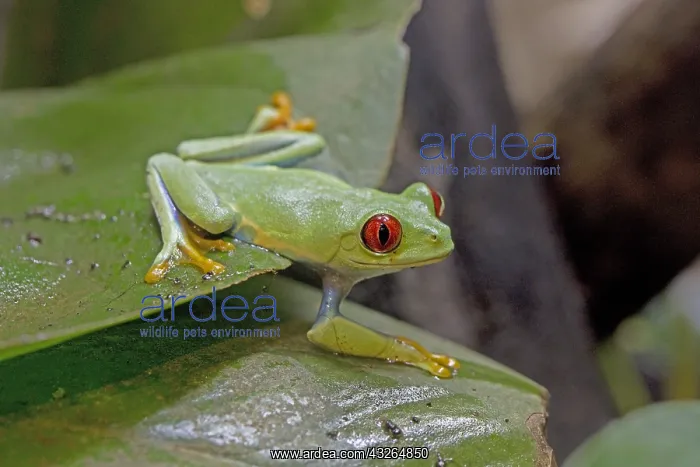: Red-eyed tree frog Agalychnis callidryas sitting : Red-eyed tree frog Agalychnis callidryas sitting