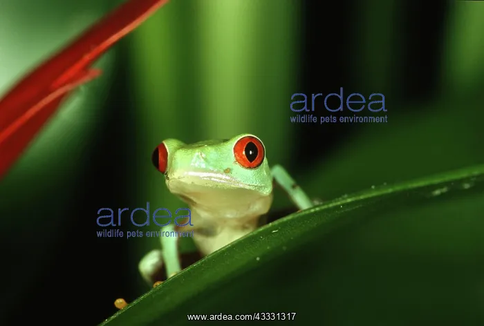 : Red-eyed tree frog (Agalychnis callidryas) sitting : Red-eyed tree frog (Agalychnis callidryas) sitting