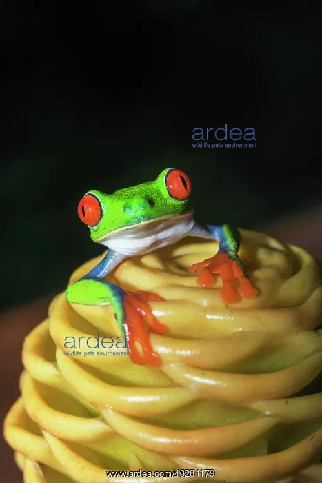 : Red-eyed tree frog (Agalychnis callidryas) on yellow : Red-eyed tree frog (Agalychnis callidryas) on yellow