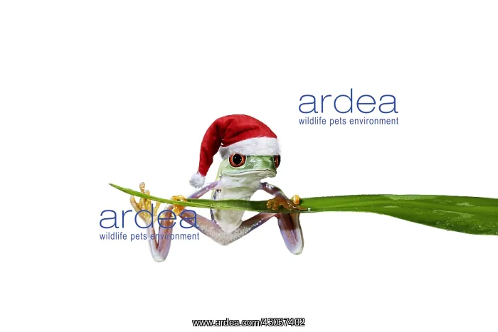  : Red eyed tree frog, balanced on reed wearing