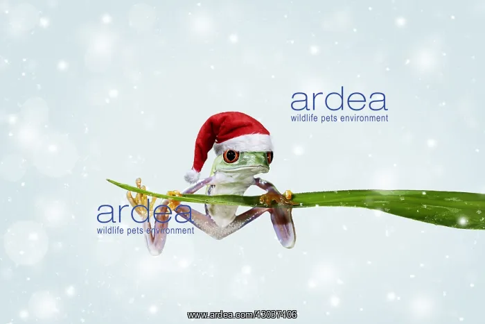  : Red eyed tree frog, balanced on reed wearing
