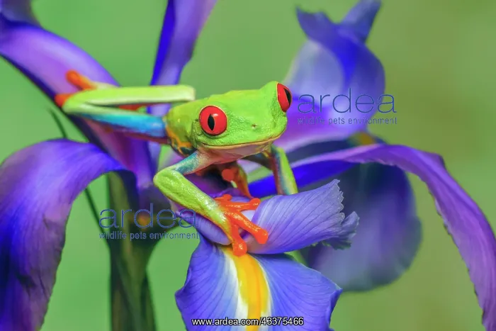  : Red-eyed tree frog climbing on iris flower