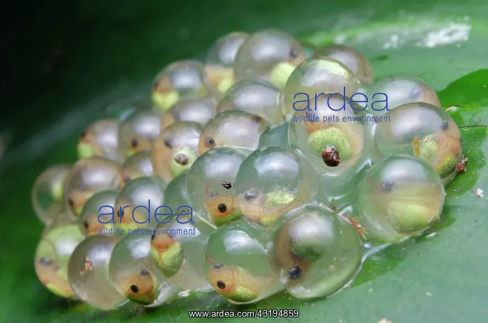 : Red-eyed Tree Frog eggs (Agalychnis callidryas) : Red-eyed Tree Frog eggs (Agalychnis callidryas)