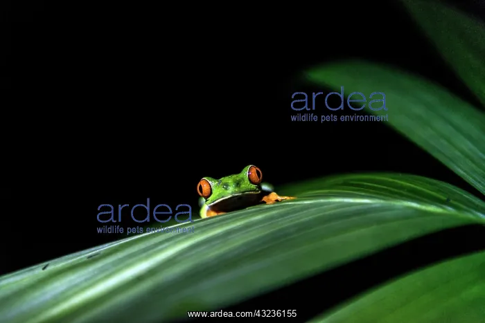  : Red-eyed Tree Frog on leaf at night