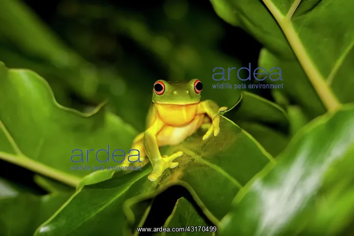 : Red-eyed Tree Frog (Litoria chloris), Australia : Red-eyed Tree Frog (Litoria chloris), Australia
